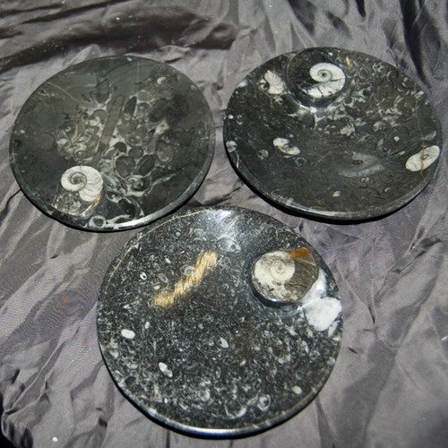 Marine Fossil - Ammonite Dish - Round / Oval