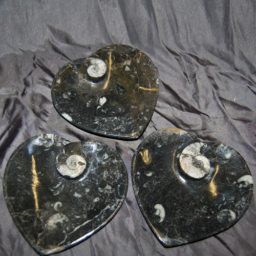 Marine Fossil - Ammonite Dish - Heart