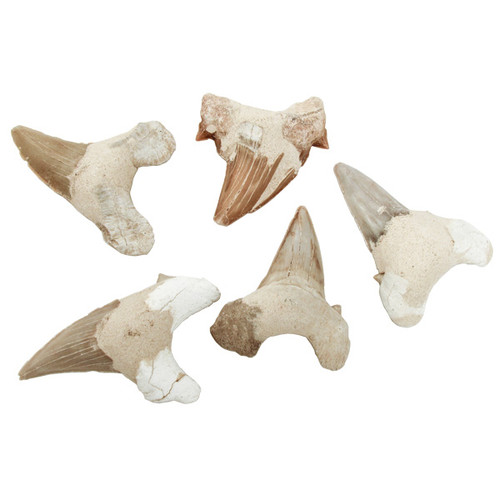 Large Shark Tooth Fossils (5 pcs)