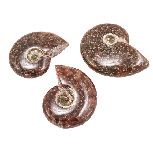 BACKORDER - Sutured Ammonite Fossil