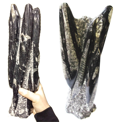 Orthoceras Fossil Tower Orthoceras Fossil Tower