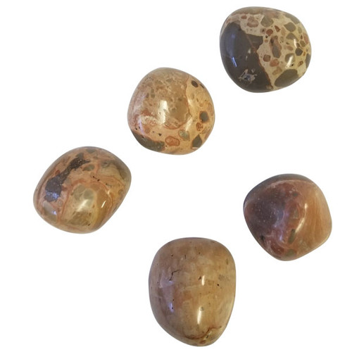 Tumbled Stone - Leopardite (Oncolite) (1 lb) Tumbled Stone - Leopardite (Oncolite) (1 lb)