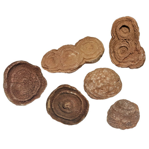 Stromatolite Fossil Specimens