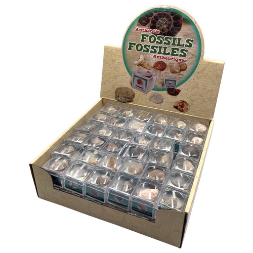 Magnifying Boxes - Authentic Fossils Display (72/display)