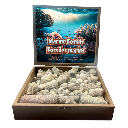 Marine Fossils Display - Clam, Gastropod, Turritella Mix (10 lb/display)