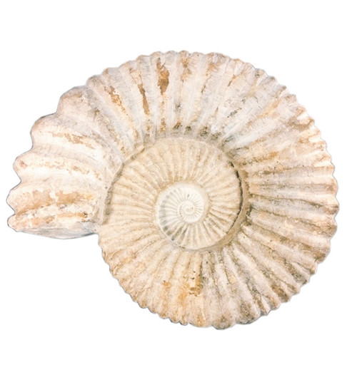 Request - Ammonite Agadir 3D Fossil 