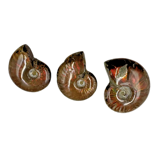 Fossil Ammonite, Red
