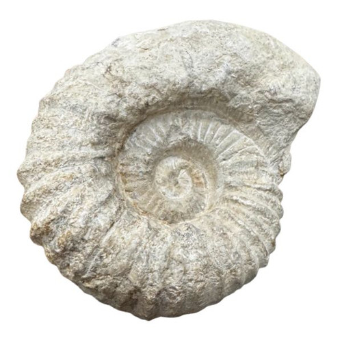 Fossil Ammonite Agadir 3D Fossil Ammonite Agadir 3D