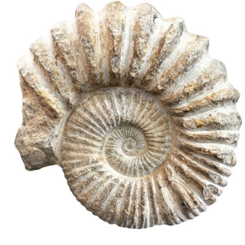 Fossil Ammonite Agadir 3D - Giant Fossil Ammonite Agadir 3D - Giant
