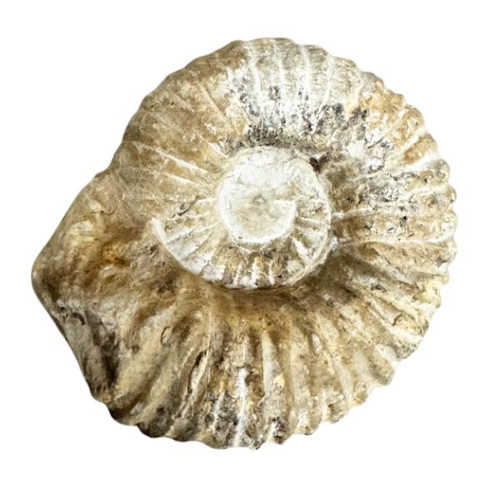 BACKORDER - Fossil Ammonite Agadir 3D - Small