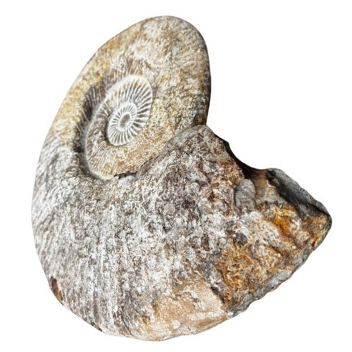 Fossil Ammonite Agadir 3D - XXL