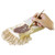 Dig-it-out Kit - Dinosaur Fossil in Clay (8)
