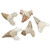 Large Shark Tooth Fossils (5 pcs)