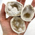Boxed - Quartz Geodes (950 g)
