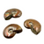 Fossil Ammonite, Red