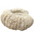 Fossil Ammonite Agadir 3D