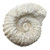 Fossil Ammonite Agadir 3D - Giant