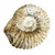 BACKORDER - Fossil Ammonite Agadir 3D - Small