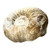 BACKORDER - Fossil Ammonite Agadir 3D - Small