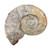 Fossil Ammonite Agadir 3D - XXL Fossil Ammonite Agadir 3D - XXL