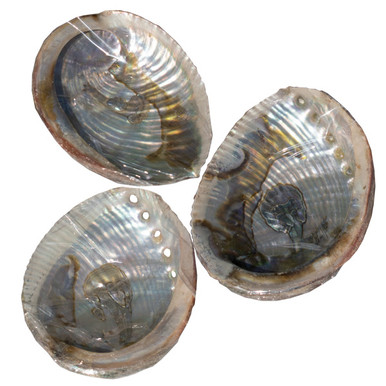 Abalone Shell - Medium | Nature’s Expression Canadian Wholesale