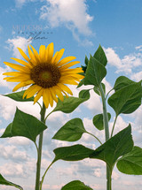 My Favorite PLANTS & FLOWERS in Phoenix, as seen in my yard at Modern Farmhouse Glam 