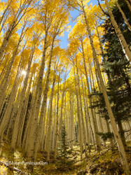 The Enchanted Aspen Trail in Arizona 