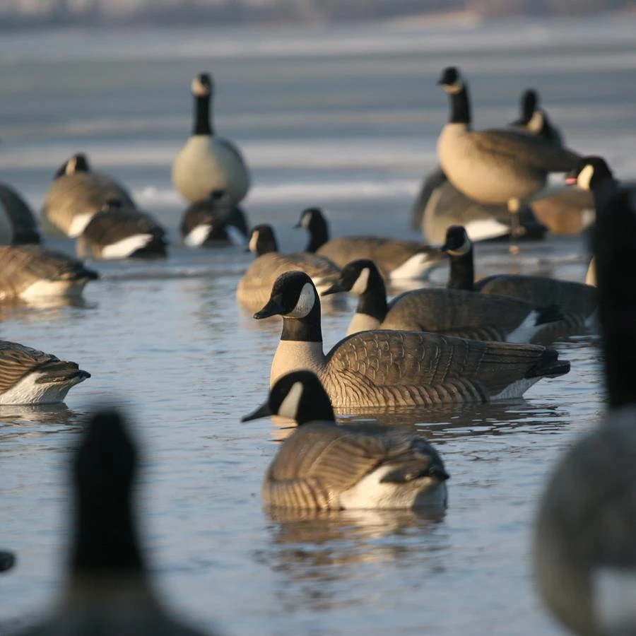 Avery GHG Pro Grade Canada Goose Floater Decoys - 4pk Active