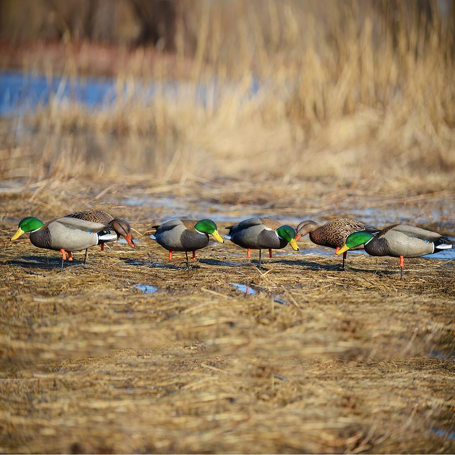 Avery GHG Pro Grade Mallard Feeder Full Body Duck Decoys- 6pk