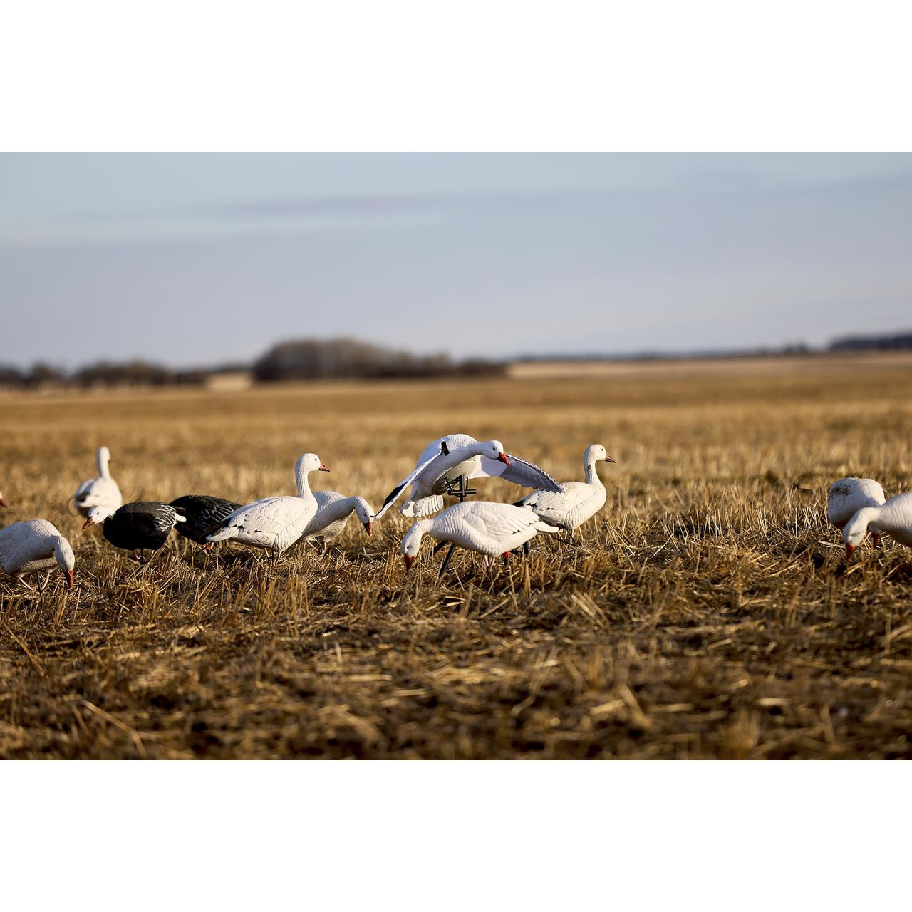 Lucky Duck Super Flapper HDi 2.0 - Snow Goose - Presleys Outdoors