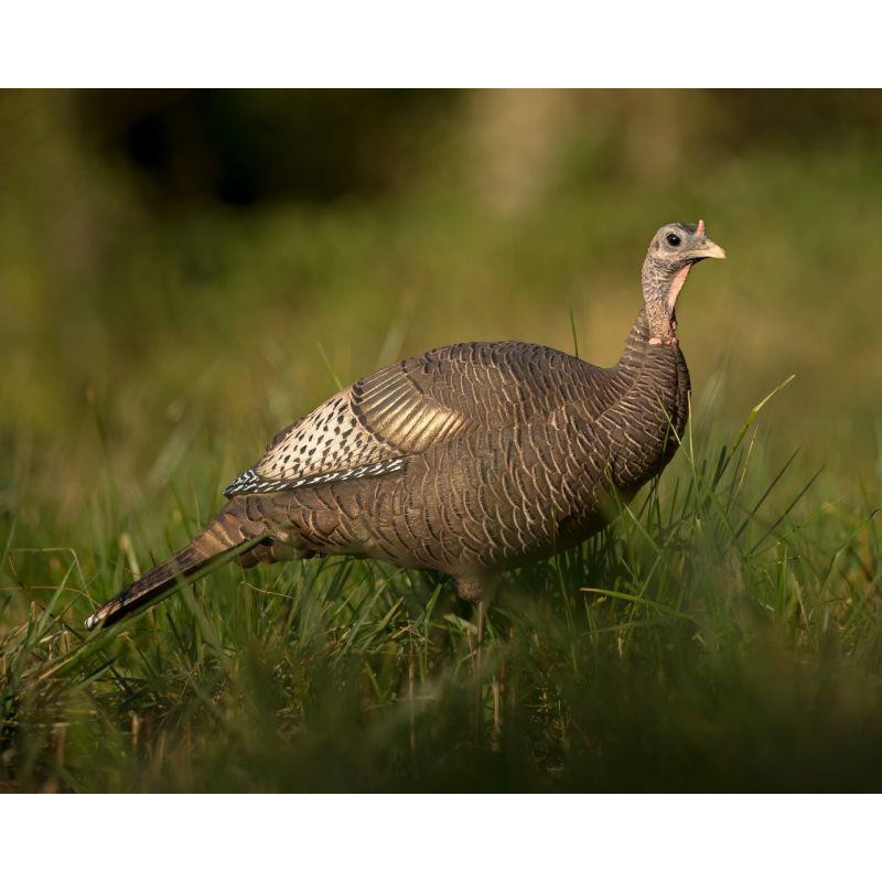 DSD ACE Upright Hen Turkey Decoy - Presleys Outdoors