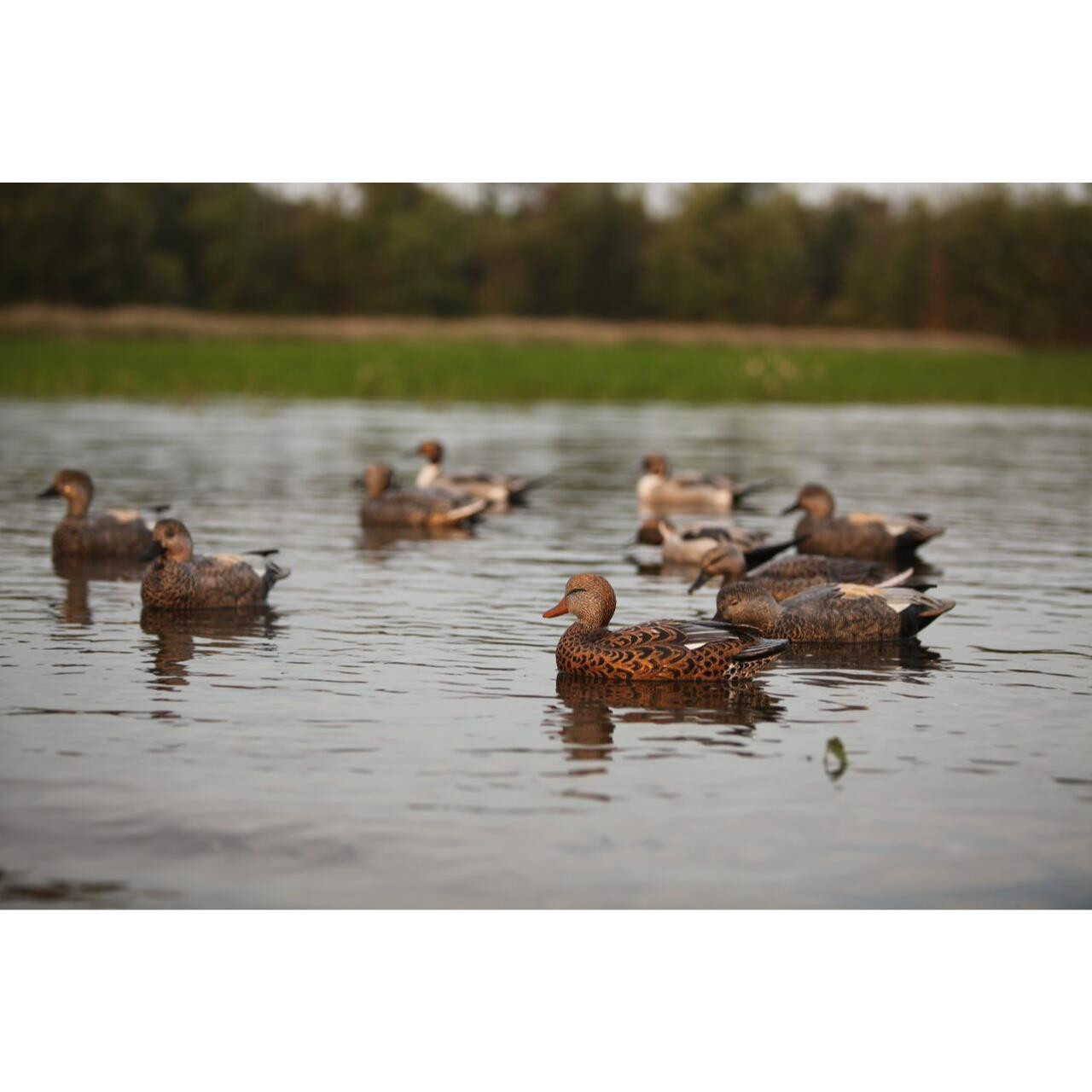 Avery GHG Pro Grade Gadwall Duck Floater Decoys - 6pk - 73145
