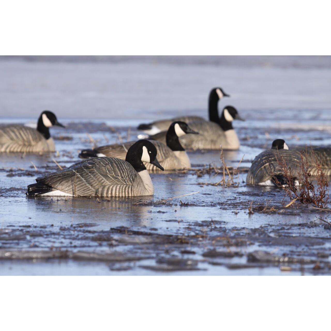 Avery GHG Pro Grade Canada Goose Floater Decoys 4pk Active 71085