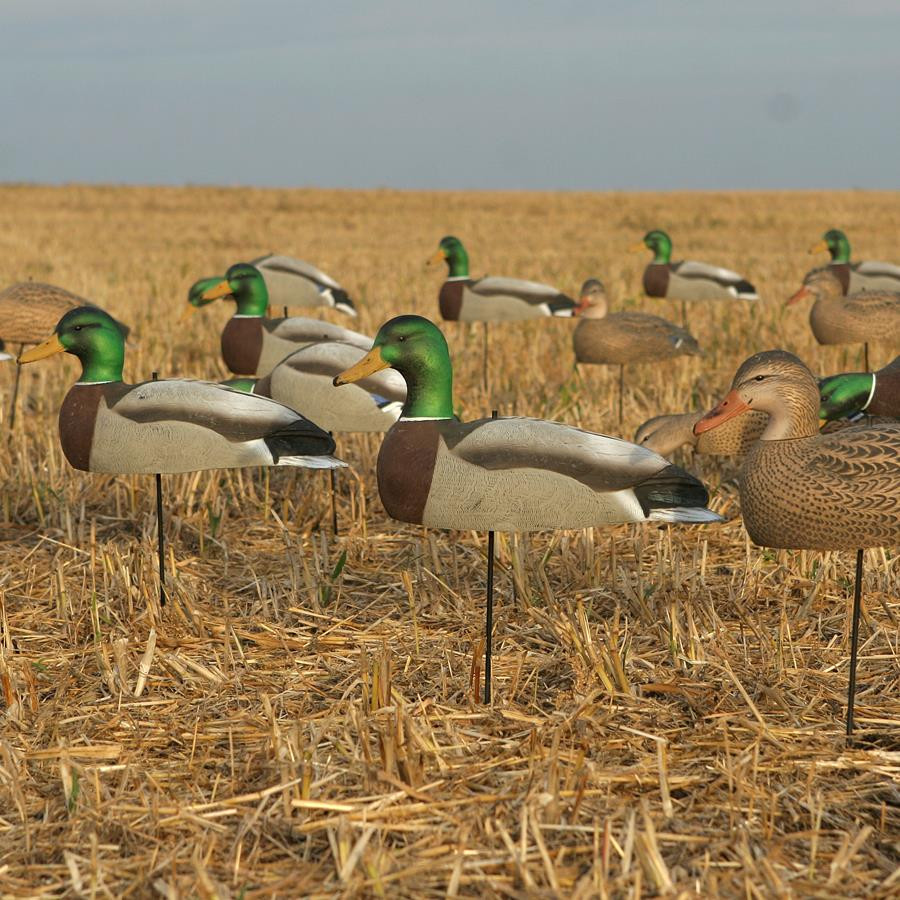 Avery GHG Over Size Mallard Duck Shell Decoys 1 Dozen Harvester Pack 70167 Presleys Outdoors