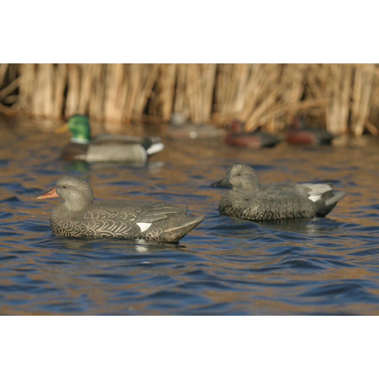 Avery GHG Life Size Gadwall Duck Floater Decoys 6pk 73045 Presleys