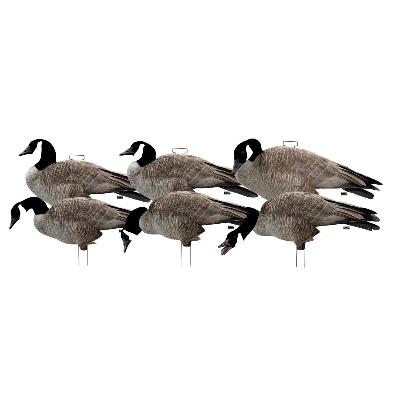 Avery GHG Pro Grade Canada Goose Silhouette Decoys 1 doz Flocked Heads