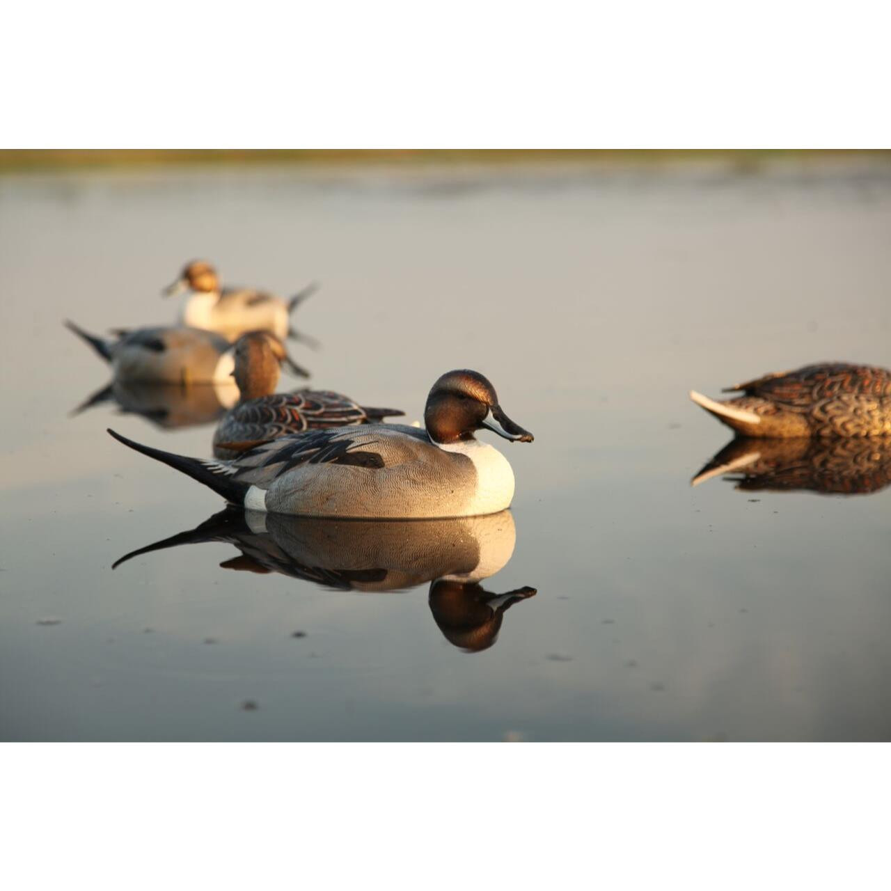 Avery GHG Pro Grade Pintail Duck Floater Decoys 6pk 73131