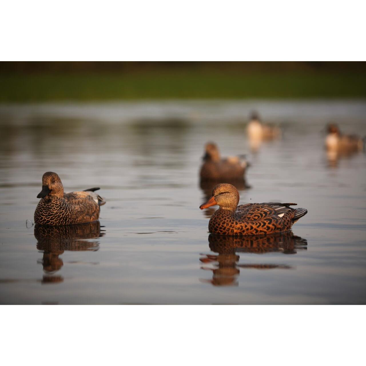 Avery GHG Pro Grade Gadwall Duck Floater Decoys 6pk 73145