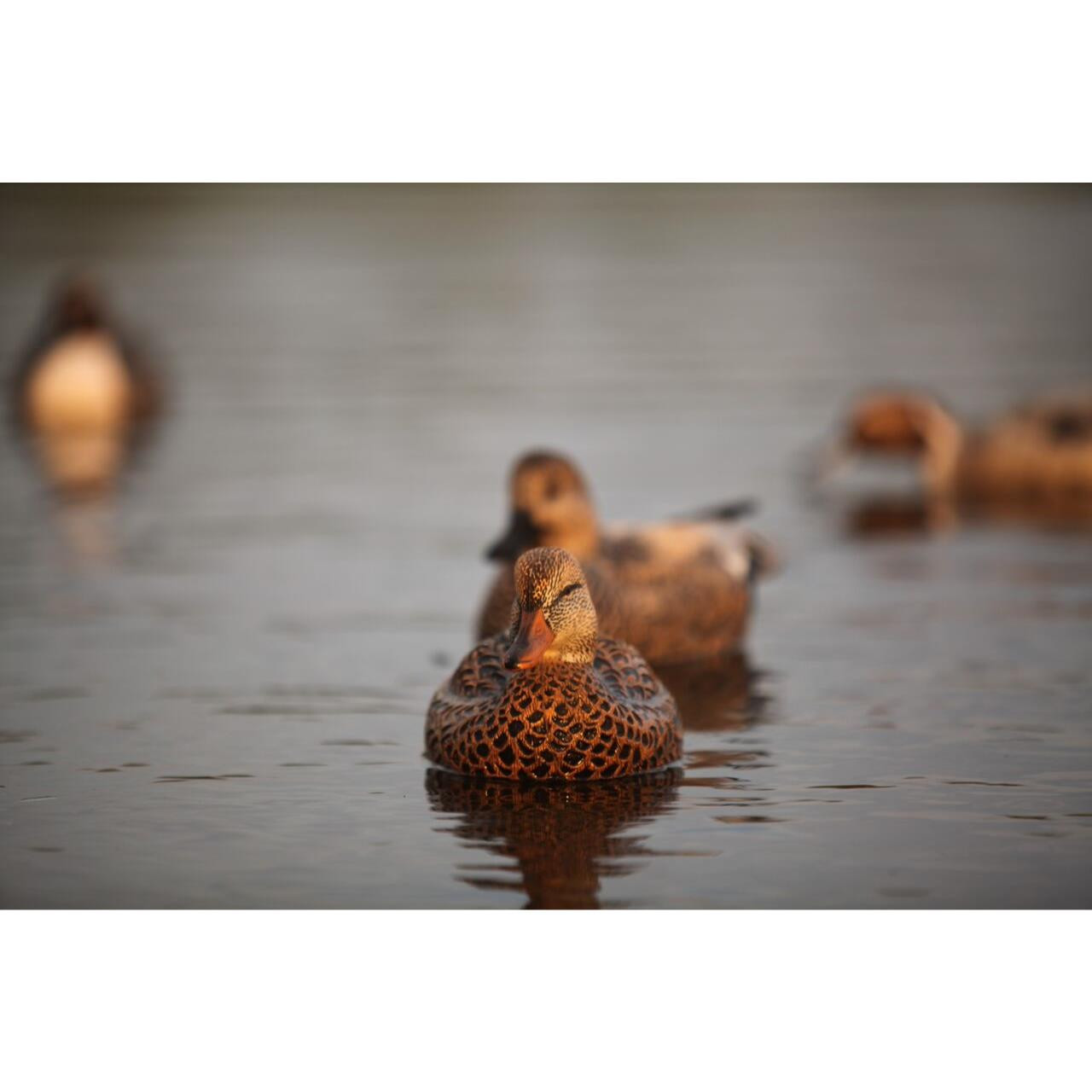 Avery GHG Pro Grade Gadwall Duck Floater Decoys 6pk 73145