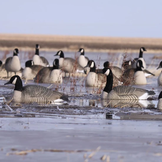 Avery GHG Pro Grade Canada Goose Floater Decoys - 4pk Active