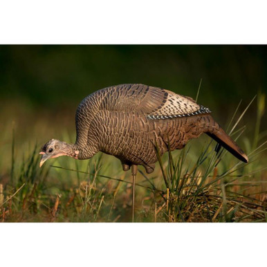 Flextone Thunder Chick Feeding Hen Turkey Decoy