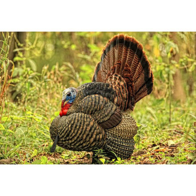 【Wild Turkey's Blues Bar Gear】 Avian-X-LCD-Turkey-Decoy-Tom-