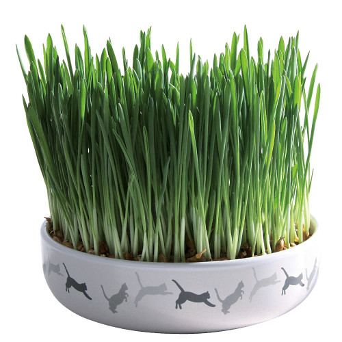 Trixie Cat Grass with Ceramic Bowl