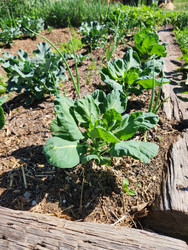 Do you experience dry and cracked hands from gardening? 