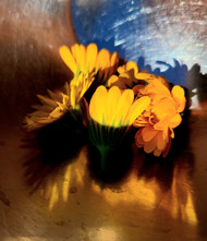 From Our Calendula Garden to Your Skin