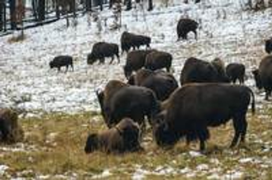 It's Official: National Bison Month