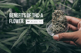 Exploring the Benefits of THC-A Flower: A Comprehensive Guide