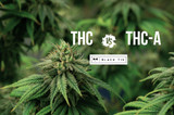 Understanding THC vs. THC-A: What's the Difference?