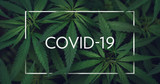 Can Cannabis Treat Covid-19?