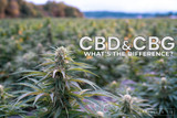 CBD and CBG: What's the difference?
